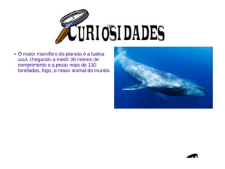 00
● O maior mamífero do planeta é a baleia
azul, chegando a medir 30 metros de
comprimento e a pesar mais de 130
toneladas, logo, o maior animal do mundo.
 