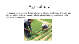 Agricultura
-Se designa con el término de Agricultura a la labranza o cultivo de la tierra y que
además incluye todos los trabajos relacionados al tratamiento del suelo y a la
plantación de vegetales.
 