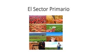 El Sector Primario
 