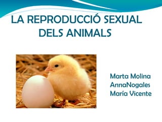 LA REPRODUCCIÓ SEXUAL
     DELS ANIMALS


               Marta Molina
               AnnaNogales
               María Vicente
 