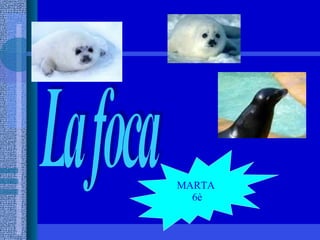 La foca  MARTA  6è 