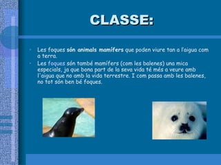 CLASSE: Les foques  són animals mamífers  que poden viure tan a l’aigua com a terra.  Les  foques  són també mamífers (com les balenes) una mica especials, ja que bona part de la seva vida té més a veure amb l'aigua que no amb la vida terrestre. I com passa amb les balenes, no tot són ben bé foques.  
