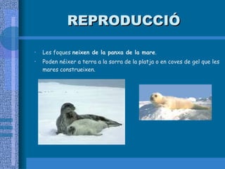 REPRODUCCIÓ Les foques  neixen de la panxa de la mare . Poden néixer a terra a la sorra de la platja o en coves de gel que les mares construeixen. 