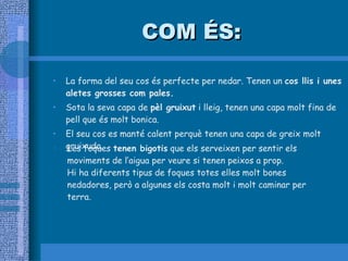 COM ÉS: La forma del seu cos és perfecte per nedar. Tenen un  cos llis i unes aletes grosses com pales. Sota la seva capa de  pèl gruixut  i lleig, tenen una capa molt fina de pell que és molt bonica. El seu cos es manté calent perquè tenen una capa de greix molt gruixuda. Les foques  tenen bigotis  que els serveixen per sentir els  moviments de l’aigua per veure si tenen peixos a prop. Hi ha diferents tipus de foques totes elles molt bones nedadores, però a algunes els costa molt i molt caminar per terra. 