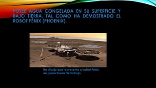 POSEE AGUA CONGELADA EN SU SUPERFICIE Y 
BAJO TIERRA, TAL COMO HA DEMOSTRADO EL 
ROBOT FÉNIX (PHOENIX). 
Un dibujo que representa al robot Fénix 
en plena faena de trabajo. 
 