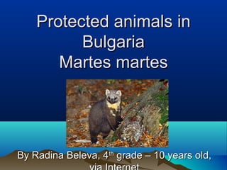 Protected animals in
          Bulgaria
       Martes martes




By Radina Beleva, 4th grade – 10 years old,
 