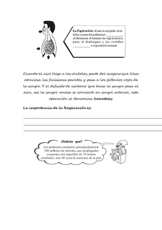 Cuando el aire llega a los alvéolos, parte del oxígeno que lleva
atraviesa las finísimas paredes y pasa a los glóbulos rojos de
la sangre. Y el dióxido de carbono que traía la sangre pasa al
aire, así la sangre venosa se convierte en sangre arterial, esta
operación se denomina hematosis.
La importancia de la Respiración es:
Los pulmones contienen aproximadamente
300 millones de alvéolos, que desplegados
ocuparían una superficie de 70 metros
cuadrados, una 40 veces la extension de la piel.
 