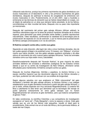 Utilizando esta técnica, produjo los primeros nacimientos de gatos domésticos con
óvulos madurados en el laboratorio in vitro y los primeros nacimientos de gatos
domésticos, después de optimizar la técnica de congelación de embriones con
óvulos madurados in vitro. Posteriormente, en el año 2001, viajó a Australia a
entrenarse en las técnicas de clonación que se habían desarrollado en ovejas, con
el objeto de aplicarlas en un área que siempre había estudiado, la de los felinos,
convirtiéndose en líder mundial del tema. Después vino su paso más importante
ya mencionado.

Después del nacimiento del primer gato salvaje Africano (African wildcat), la
científica colombiana sigue en la tarea de producir hembras clonadas de la misma
especie, para demostrar que estos animales serán fértiles y podrán reproducirse
naturalmente. Tales resultados, confirmarían la viabilidad de la tecnología para la
preservación de especies en vía de extinción, o por lo menos para la preservación
de felinos salvajes amenazados ó en vía de extinción.

El Katrina conspiró contra ella y contra sus gatos

Siguiendo en esta dirección, ella logró dar vida a cinco hembras clonadas, dos de
las cuales apareó al llegar a la pubertad (unos 10 meses), con “Ditteaux”, el primer
macho que había clonado. Las dos gatas salvajes quedaron preñadas y de ellas
obtuvo el nacimiento de ocho nuevos gatos salvajes Africanos. Tanto los animales
clonados como sus hijos están vivos y saludables.

Desafortunadamente después del “Huracán Katrina”, la gran mayoría de estos
animales debieron ser enviados a diferentes zoológicos de los Estados Unidos
debido a que en su centro de investigación de New Orleans, afrontaron serias
dificultades para mantenerlos: El Katrina conspiró contra sus gatos.

Después de muchas diligencias, trámites y papeleos, la doctora Gómez y su
equipo científico lograron que les devolvieran algunos de los felinos clonados y
sus hijos, pudiendo con ello continuar con sus análisis de longevidad.

Según algunos estudios con que analizaron el “DNA mitocondrial” del gato
doméstico y también del gato salvaje africano, la Doctora Gómez y sus colegas
establecieron que el gato doméstico evolucionó a partir del gato salvaje Africano, y
por lo tanto, ambas especies son muy cercanas filogenéticamente. Lo anterior les
llevó a plantearse la idea tener que demostrar que la tecnología del clonaje se
podía aplicarse exitosamente en otros gatos salvajes que no fueran
filogenéticamente tan cercanos al gato doméstico, pero que todavía compartieran
el género “Felis”.

En tales condiciones, la científica Colombia y sus compañeros de investigación
escogieron al “sand cat”, (“Felis Margarita”), como la especie a clonar. Este gato
salvaje que es uno de los felinos más pequeños, resultó el ideal para le
procedimiento. Este animal vive en el norte del Africa y de la península Arábica, al
oeste del mar Caspio.
 