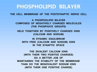 PHOSPHOLIPID BILAYER
THE CELL MEMBRANE OF THE POSTSYNAPTIC NERVE CELL
A PHOSPHOLIPID BILAYER
COMPOSED OF NEGATIVELY CHARGED MOLECULES
(THE PHOSPHATE GROUPS)
HELD TOGETHER BY POSITIVELY CHARGED IONS
(CALCIUM AND SODIUM)
IN DYNAMIC EQUILIBRIUM
WITH FREE (CALCIUM AND SODIUM) IONS
IN THE SYNAPTIC SPACE
THE DIVALENT CALCIUM IONS
(WITH THEIR TWO POSITIVE CHARGES)
DO A BETTER JOB OF
MAINTAINING THE STABILITY OF THE MEMBRANE
THAN DO THE MONOVALENT SODIUM IONS
(WITH THEIR ONE POSITIVE CHARGE)
 