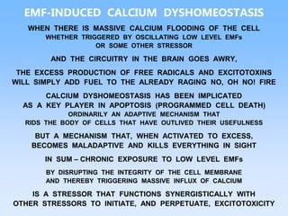EMF-INDUCED CALCIUM DYSHOMEOSTASIS
WHEN THERE IS MASSIVE CALCIUM FLOODING OF THE CELL
WHETHER TRIGGERED BY OSCILLATING LOW LEVEL EMFs
OR SOME OTHER STRESSOR
AND THE CIRCUITRY IN THE BRAIN GOES AWRY,
THE EXCESS PRODUCTION OF FREE RADICALS AND EXCITOTOXINS
WILL SIMPLY ADD FUEL TO THE ALREADY RAGING NO, OH NO! FIRE
CALCIUM DYSHOMEOSTASIS HAS BEEN IMPLICATED
AS A KEY PLAYER IN APOPTOSIS (PROGRAMMED CELL DEATH)
ORDINARILY AN ADAPTIVE MECHANISM THAT
RIDS THE BODY OF CELLS THAT HAVE OUTLIVED THEIR USEFULNESS
BUT A MECHANISM THAT, WHEN ACTIVATED TO EXCESS,
BECOMES MALADAPTIVE AND KILLS EVERYTHING IN SIGHT
IN SUM – CHRONIC EXPOSURE TO LOW LEVEL EMFs
BY DISRUPTING THE INTEGRITY OF THE CELL MEMBRANE
AND THEREBY TRIGGERING MASSIVE INFLUX OF CALCIUM
IS A STRESSOR THAT FUNCTIONS SYNERGISTICALLY WITH
OTHER STRESSORS TO INITIATE, AND PERPETUATE, EXCITOTOXICITY
 