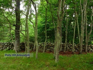 Polly Hill Arboretum
 