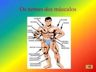 Os nomes dos músculos