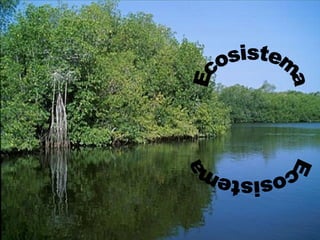 Ecosistema Ecosistema 