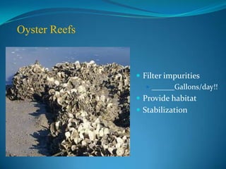 South County Reef SiteNewest Reef SiteFFWCC  Construction Grant$60,000 in grant fundsRecycled material6-8 low relief sitesComingSoon