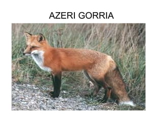 AZERI GORRIA 