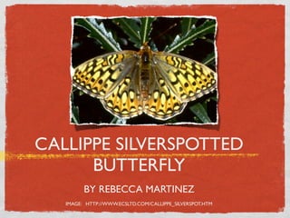 CALLIPPE SILVERSPOTTED
      BUTTERFLY
         BY REBECCA MARTINEZ
   IMAGE: HTTP://WWW.ECSLTD.COM/CALLIPPE_SILVERSPOT.HTM
 