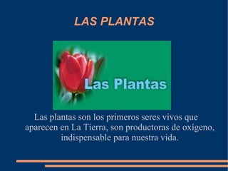 LAS PLANTAS Las plantas son los primeros seres vivos que aparecen en La Tierra, son productoras de oxígeno, indispensable para nuestra vida. 