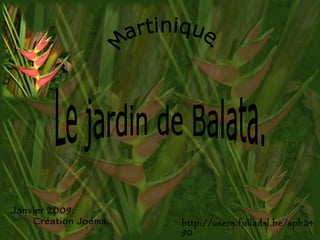 Martinique. Le jardin de Balata. Janvier 2009.  Création Joéma. http://users.fulladsl.be/spb2490 