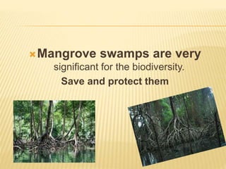 Mangrove swamps are very
significant for the biodiversity.
Save and protect them
 