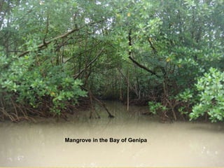 AN ECOSYSTEM UNDER THREAT
Mangrove in the Bay of Genipa
 