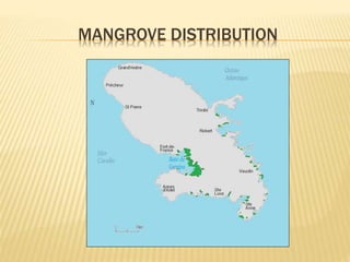 MANGROVE DISTRIBUTION
 