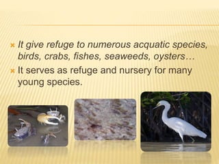  It give refuge to numerous acquatic species,
birds, crabs, fishes, seaweeds, oysters…
 It serves as refuge and nursery for many
young species.
 
