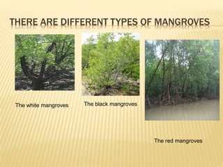 THERE ARE DIFFERENT TYPES OF MANGROVES
The white mangroves The black mangroves
The red mangroves
 