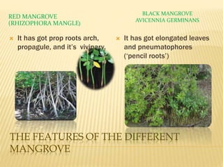 THE FEATURES OF THE DIFFERENT
MANGROVE
RED MANGROVE
(RHIZOPHORA MANGLE)
BLACK MANGROVE
AVICENNIA GERMINANS
 It has got prop roots arch,
propagule, and it’s vivipary.
 It has got elongated leaves
and pneumatophores
(‘pencil roots’)
 