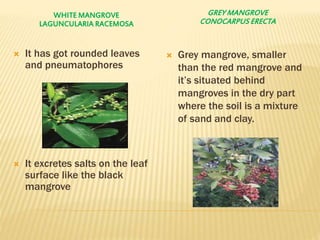 WHITE MANGROVE
LAGUNCULARIA RACEMOSA
GREY MANGROVE
CONOCARPUS ERECTA
 It has got rounded leaves
and pneumatophores
 It excretes salts on the leaf
surface like the black
mangrove
 Grey mangrove, smaller
than the red mangrove and
it’s situated behind
mangroves in the dry part
where the soil is a mixture
of sand and clay.
 