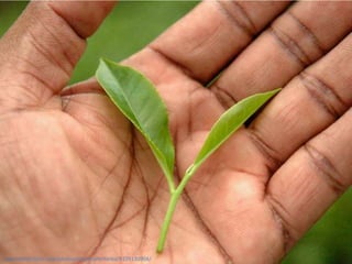 http://www.flickr.com/photos/photosofsrilanka/4109130904/