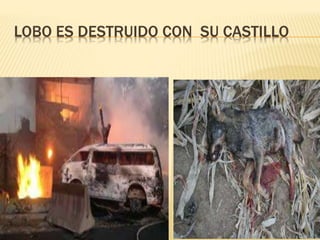 LOBO ES DESTRUIDO CON SU CASTILLO
 