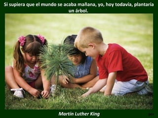 Si supiera que el mundo se acaba mañana, yo, hoy todavía, plantaría
un árbol.
Martín Luther King pcv
 