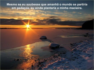 Mesmo se eu soubesse que amanhã o mundo se partiria em pedaços, eu ainda plantaria a minha macieira. 