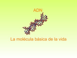 ADN La molécula básica de la vida 