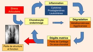 Perte de structure
et fonction
Inflammation
Stress
Articulaire
Chondrocyte
endommagé
Cytokines
Prostaglandines
Leukotriène...
