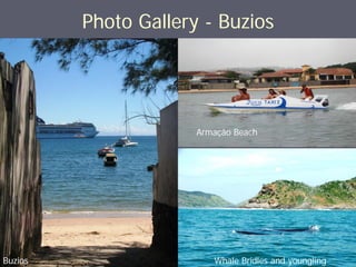 Photo Gallery - Buzios




                      Armação Beach




Buzios                   Whale Bridles and youngling
 
