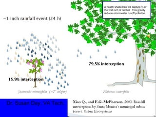Dr. Susan Day, VA Tech.
A health shade tree will capture ¾ of
the first inch of rainfall. This greatly
reduces stormwater runoff pollution.
 
