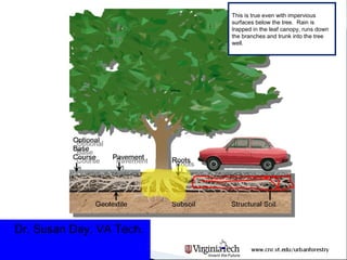 Dr. Susan Day, VA Tech.
This is true even with impervious
surfaces below the tree. Rain is
trapped in the leaf canopy, runs down
the branches and trunk into the tree
well.
 