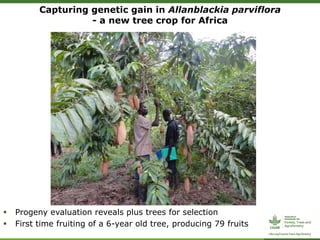 Forests, Trees and Agroforestry