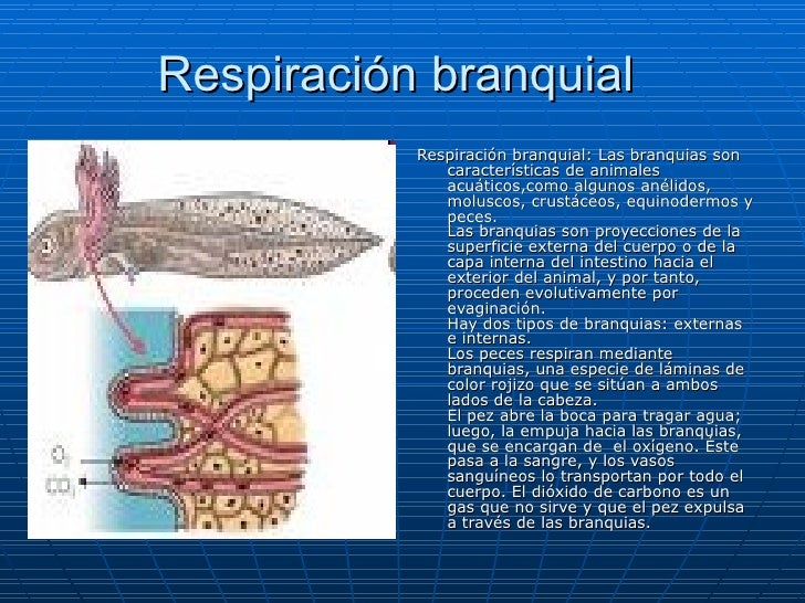 Respiración