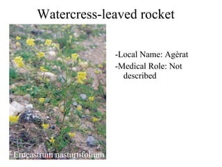 Watercress-leaved rocket  Erucastrum nasturtifolium -Local Name: Agèrat -Medical Role: Not described 