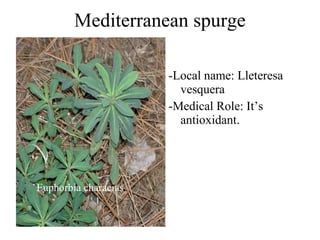 Mediterranean spurge -Local name: Lleteresa vesquera -Medical Role: It’s antioxidant. Euphorbia characias 