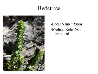 Bedstraw Galium valantia -Local Name: Rabos -Medical Role: Not described 