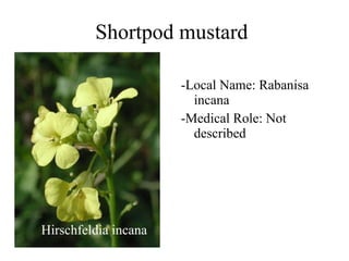 Shortpod mustard Hirschfeldia incana -Local Name: Rabanisa incana -Medical Role: Not described 