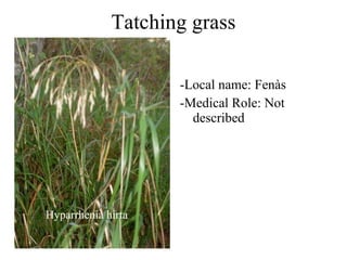 Tatching grass -Local name: Fenàs -Medical Role: Not described Hyparrhenia hirta 