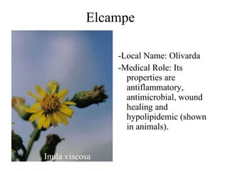 Elcampe Inula viscosa -Local Name: Olivarda -Medical Role: Its properties are antiflammatory, antimicrobial, wound healing and hypolipidemic (shown in animals). 