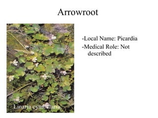 Arrowroot Linaria cymbalaria -Local Name: Picardia -Medical Role: Not described 