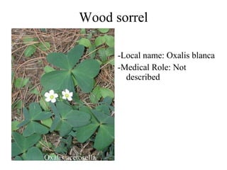 Wood sorrel -Local name: Oxalis blanca -Medical Role: Not described Oxalis acetosella 