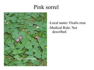 Pink sorrel -Local name: Oxalis rosa -Medical Role: Not described Oxalis articulata 