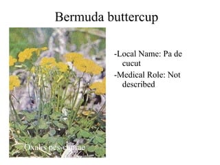 Bermuda buttercup Oxalis pes-caprae  -Local Name: Pa de cucut -Medical Role: Not described 